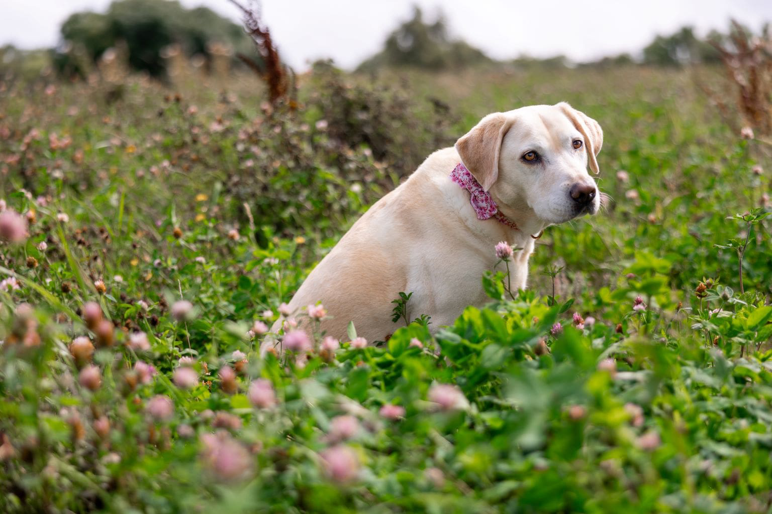 Labrador portant un bandana rose assis dans un champ de trèfle.