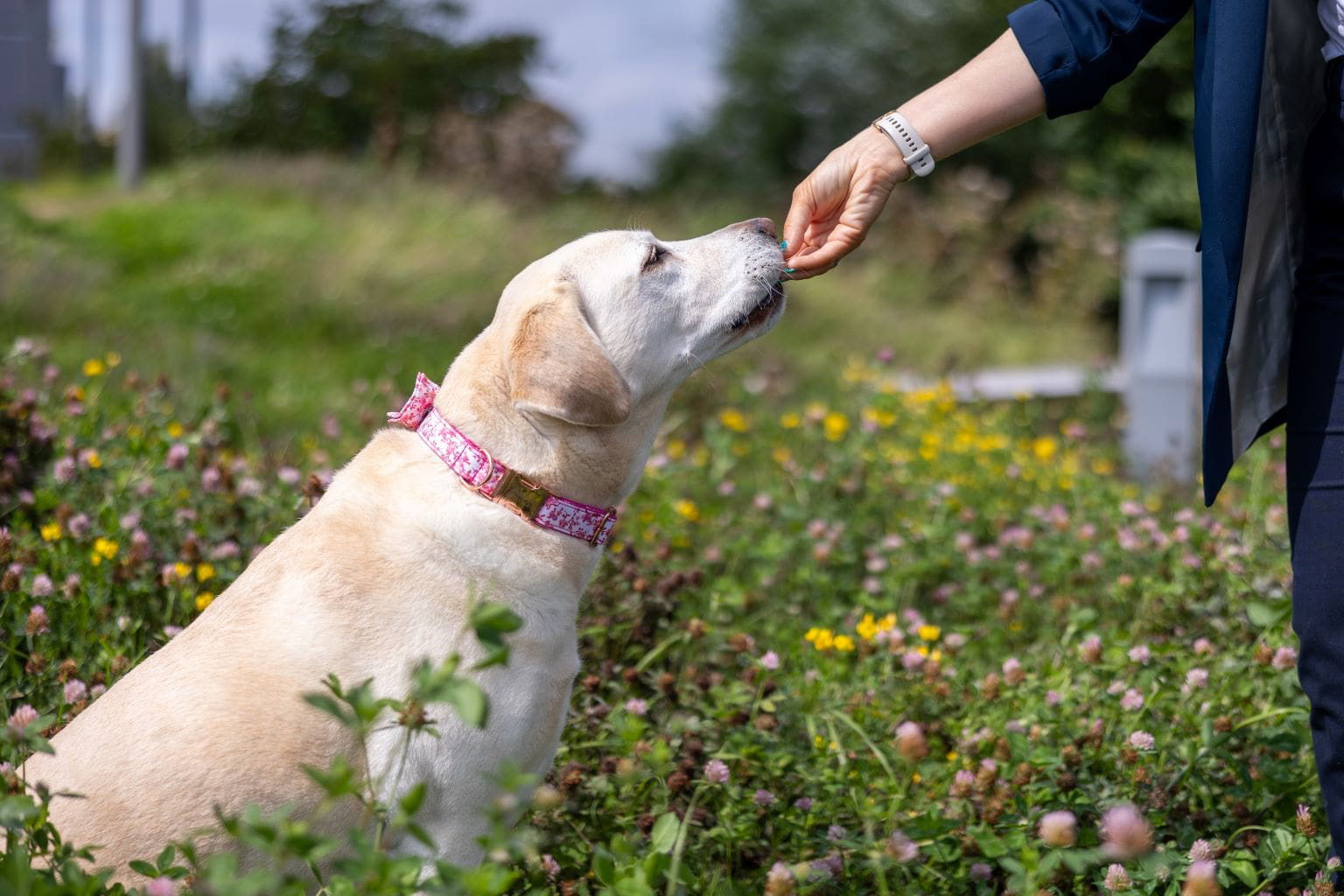 Dog with a pink collar being fed a treat outdoors.