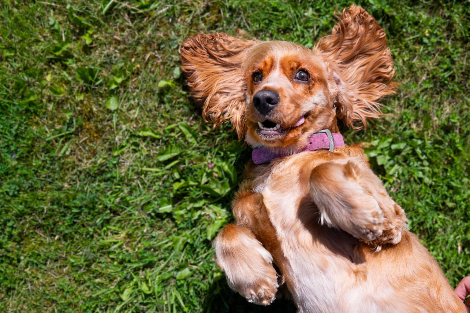 Happy dog with long ears lying on grass.