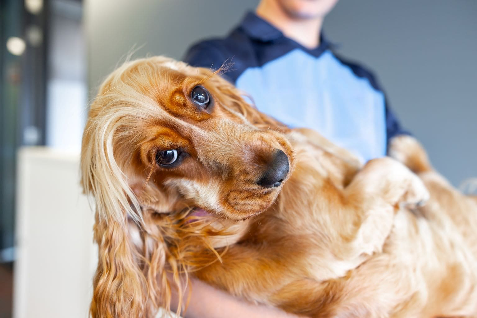 Un cocker spaniel dorado siendo sostenido en los brazos de alguien.