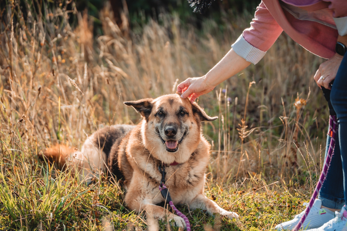 Person petting a happy German Shepherd lying in a grassy field.