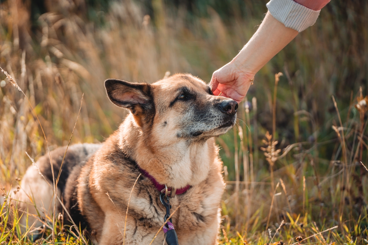 Dog health and care