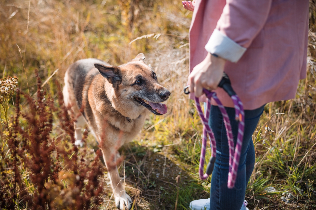 Dog health and care