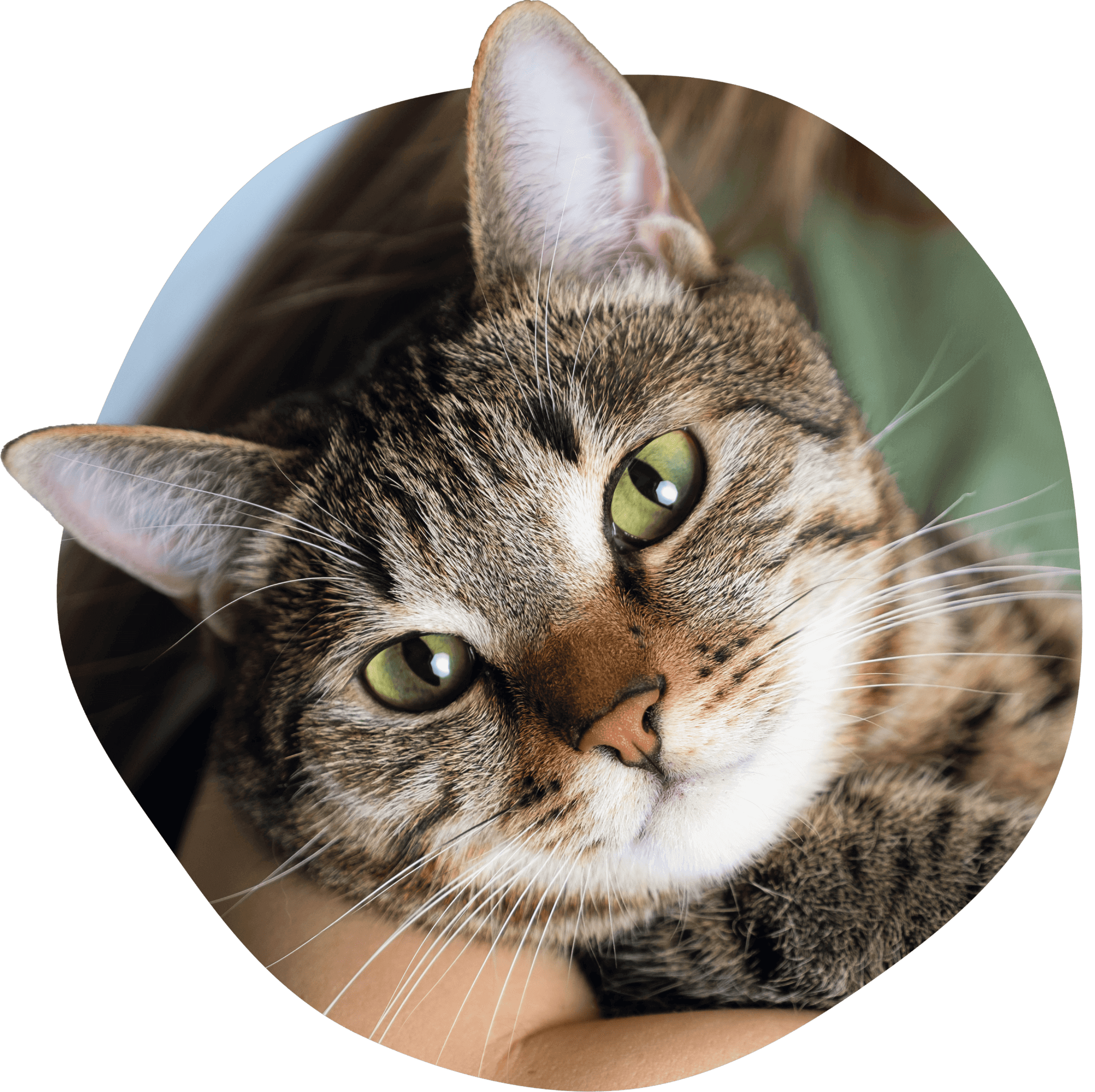 Primo piano di un gatto tigrato con occhi verdi in braccio.