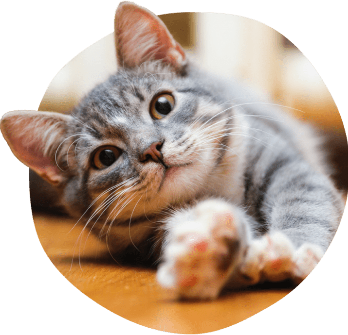 Gatto tigrato grigio che si stira sul pavimento in legno.