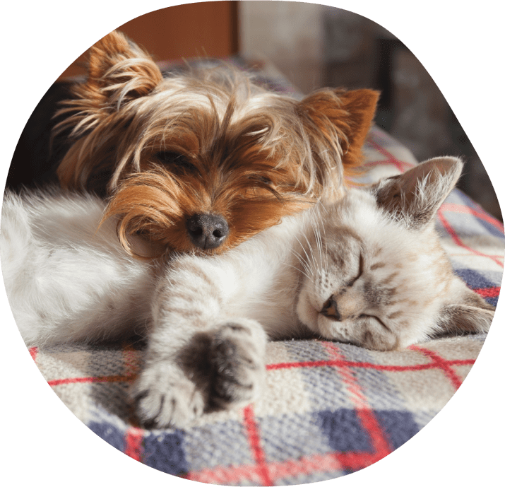 Perro y gato durmiendo juntos sobre una manta