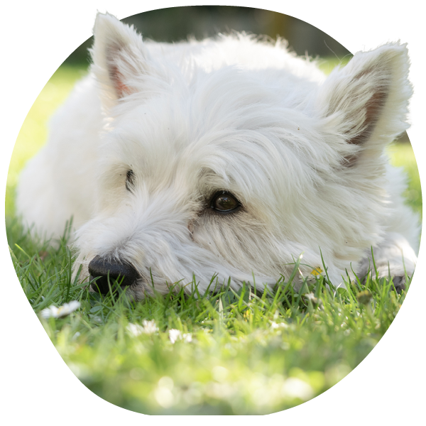 Perro blanco descansando cómodamente después del alivio de la picazón recetado.