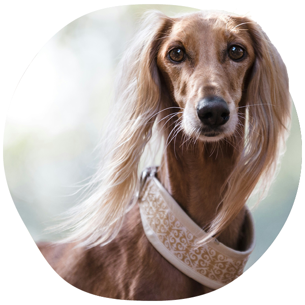 Perro de pelo largo con un collar ornamentado al aire libre.
