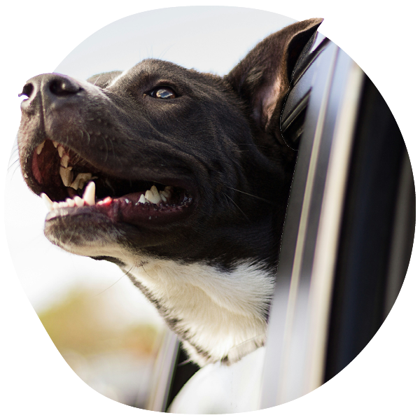 Perro con la cabeza fuera de la ventanilla del coche, sonriendo.