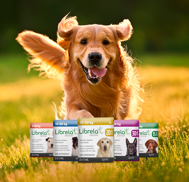 Embalagem da injeção Librela 15 mg para cães.
