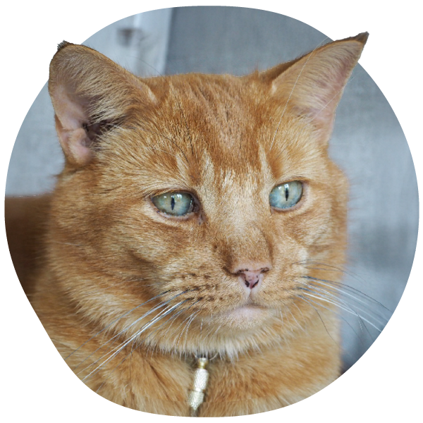 Primer plano de un gato atigrado naranja con ojos verdes.