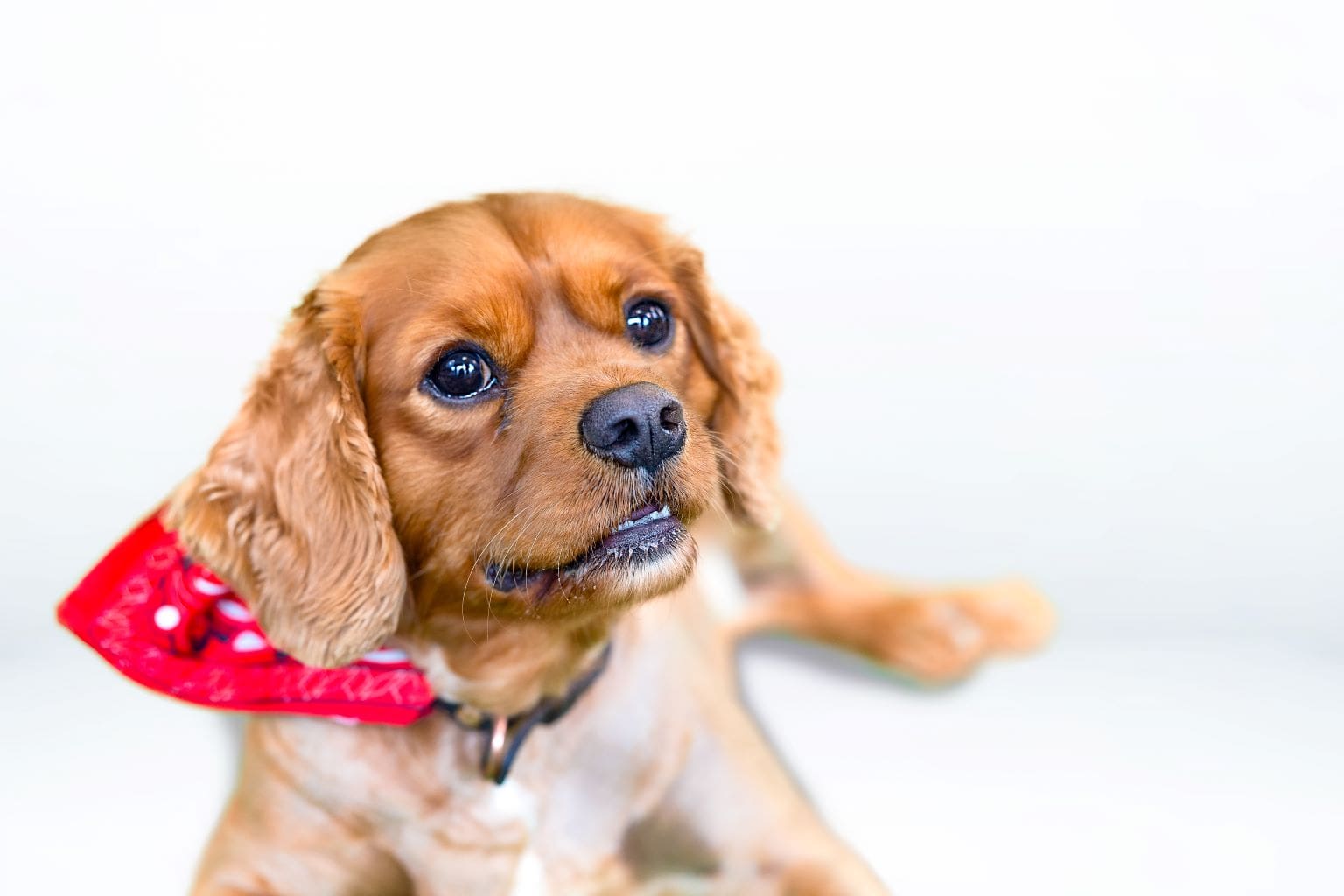 dog-with-red-scarf