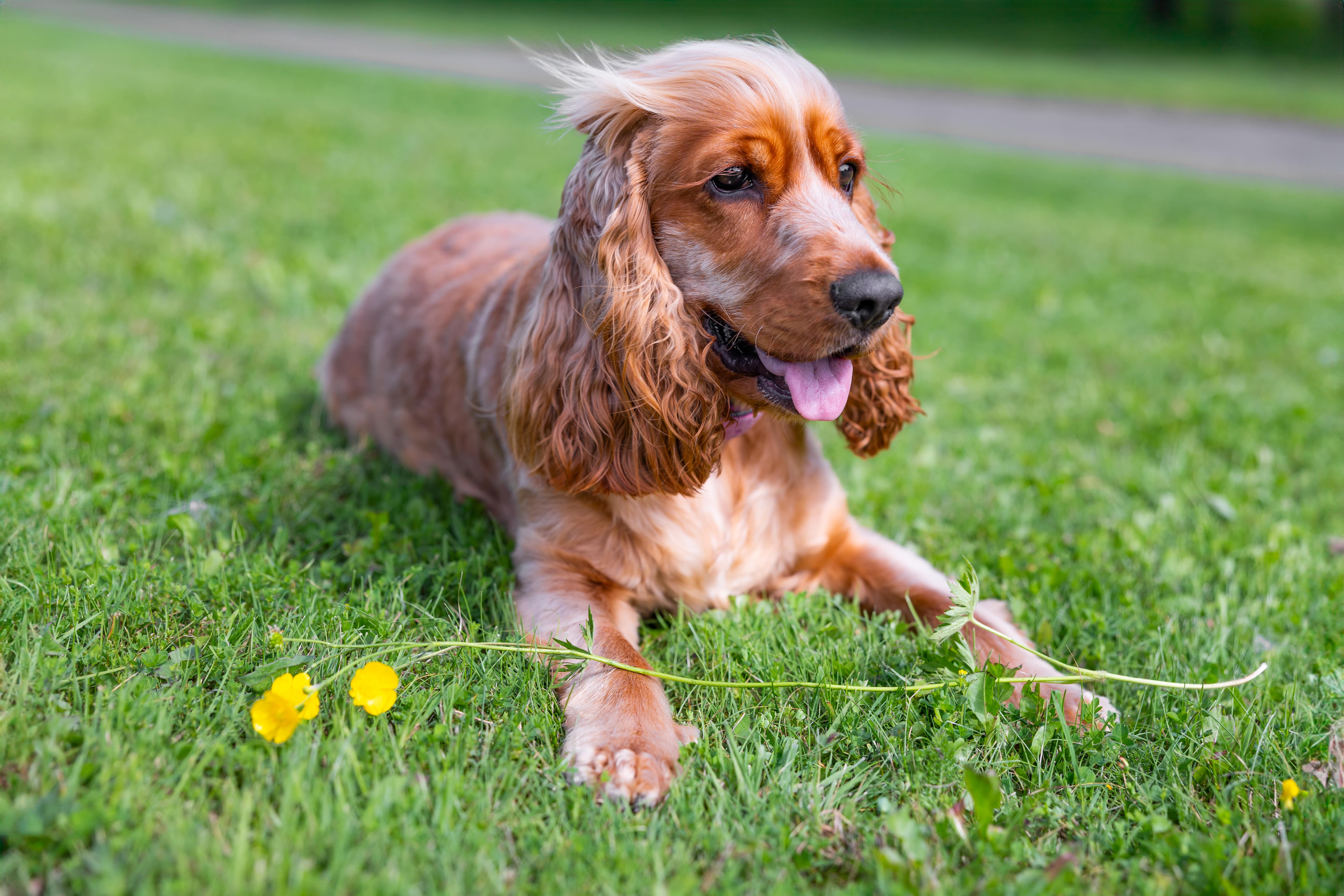 dog-in-the-garden