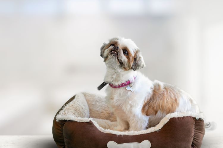 dog-sitting-on-the-dog-bed